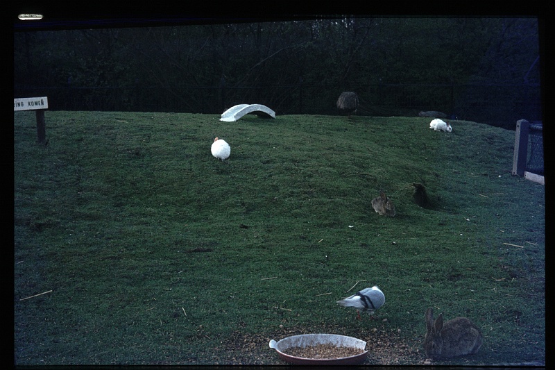 31.Kinderboerderij mrt 1972.JPG